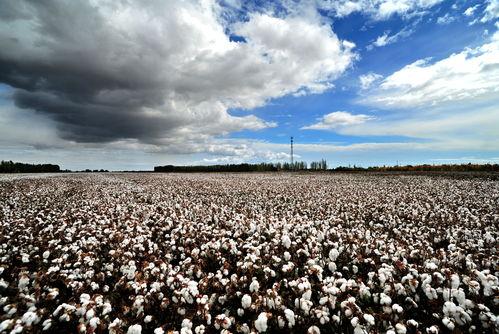 九九国产热,揭秘国产影视产业的崛起与魅力