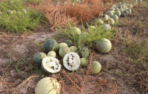 娱乐吃瓜菌人世间,揭秘人世间热点事件背后的真相